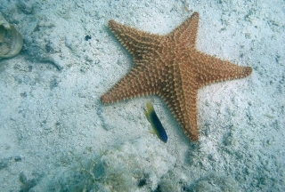  étoiles de mer 